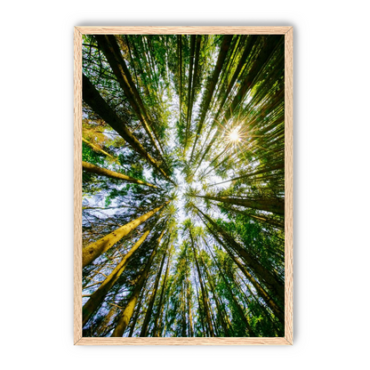 Reaching for the sun