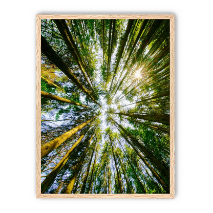 Reaching for the sun