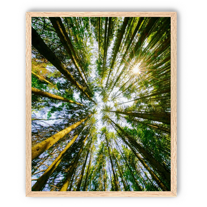 Reaching for the sun