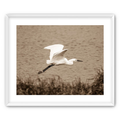 Egret