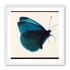 Butterfly Study 