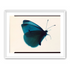 Butterfly Study 