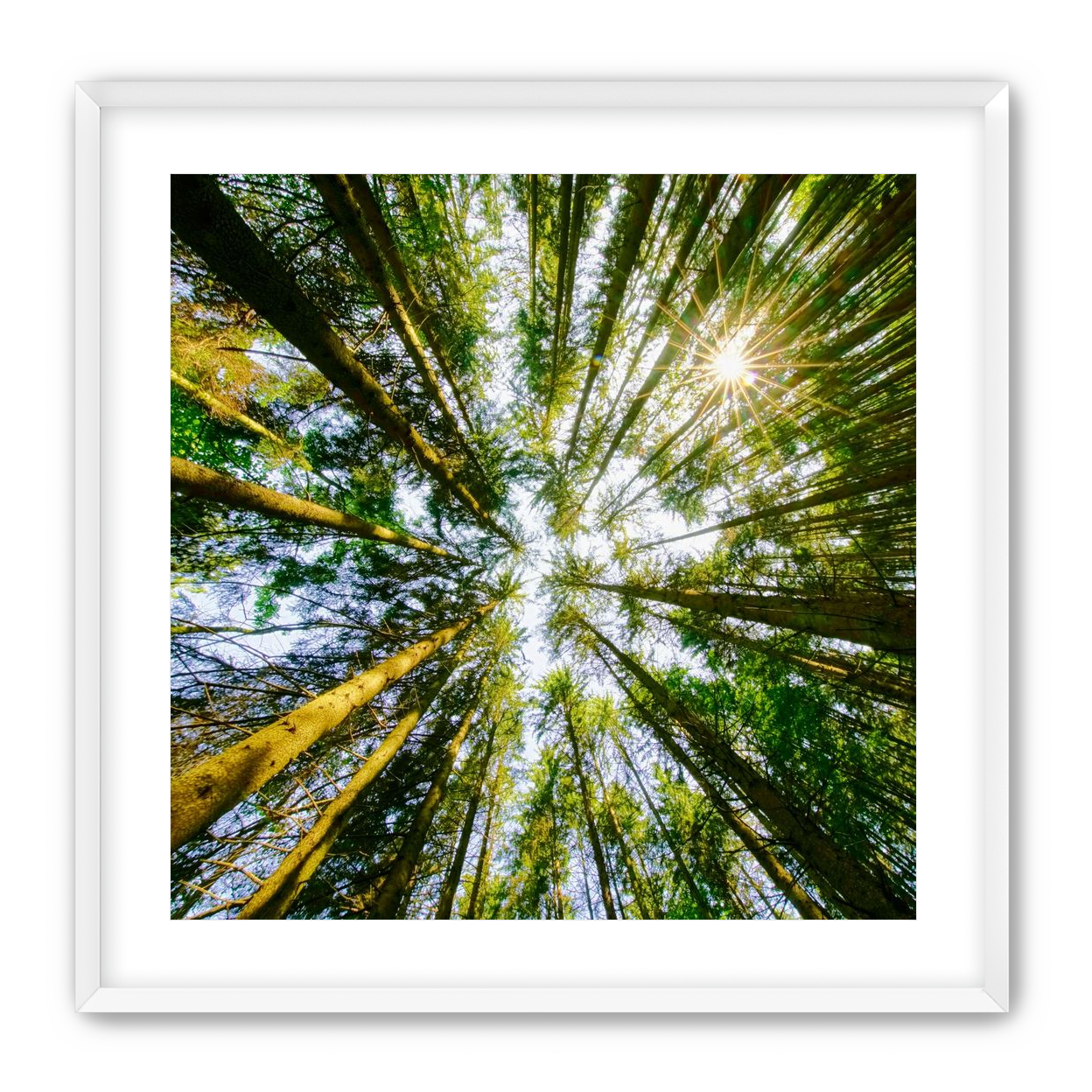 Reaching for the sun