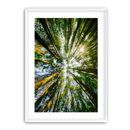 Reaching for the sun