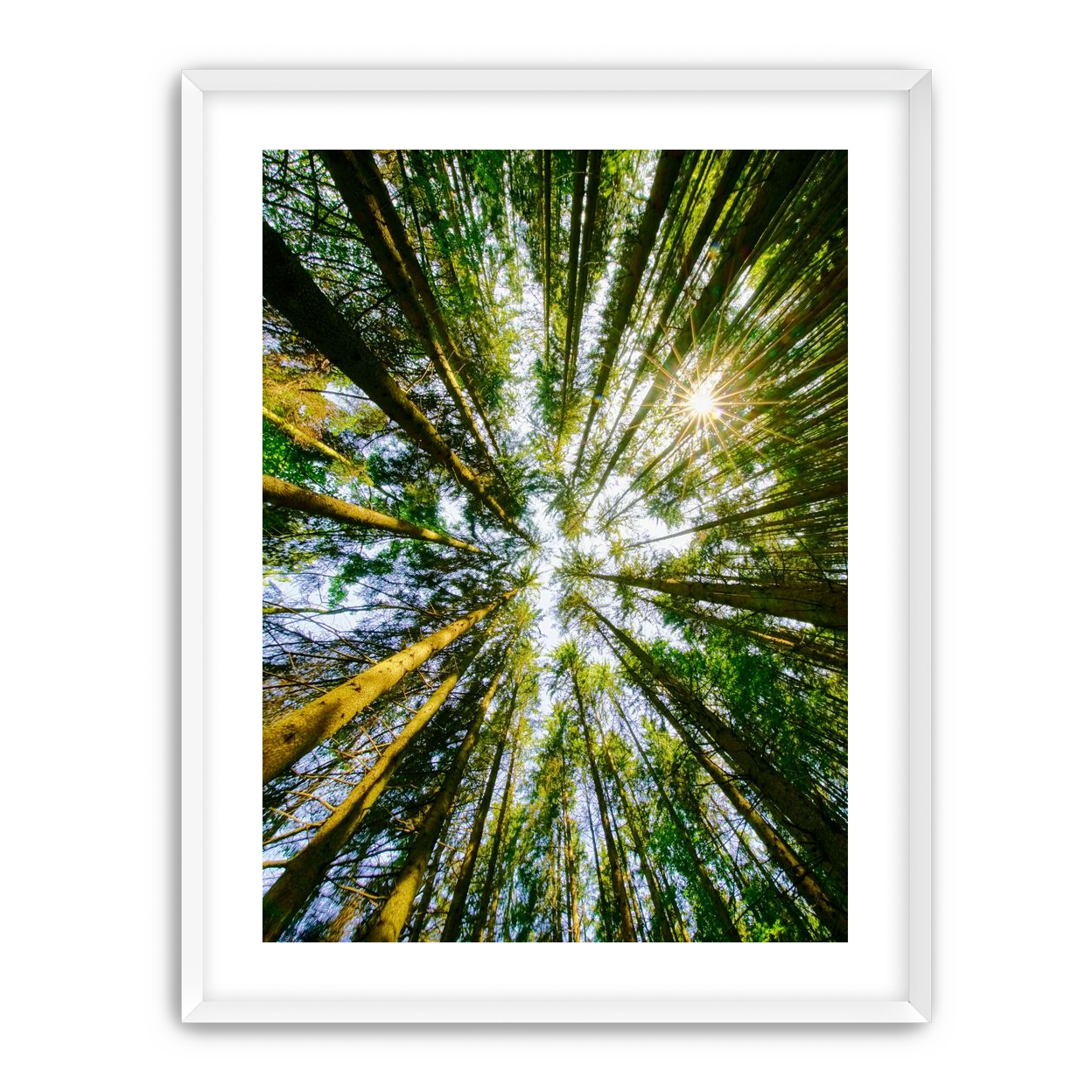 Reaching for the sun