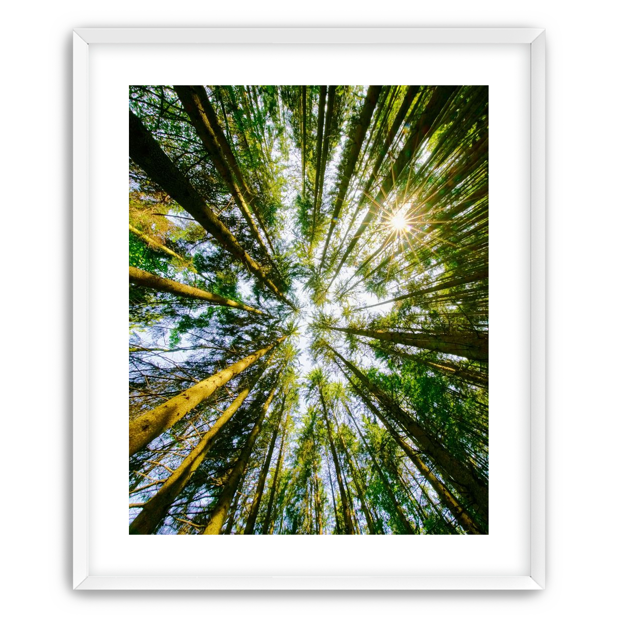 Reaching for the sun