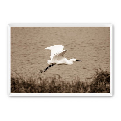 Egret