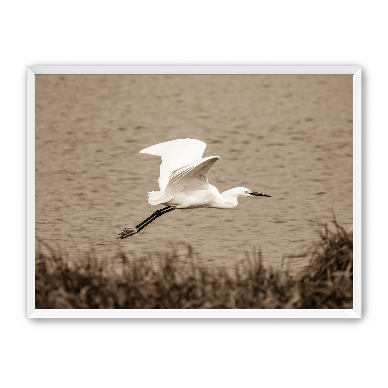 Egret