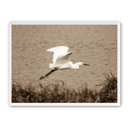 Egret