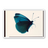 Butterfly Study 