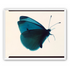 Butterfly Study 
