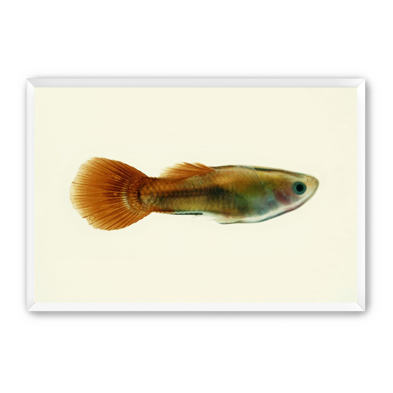 Fish Study 