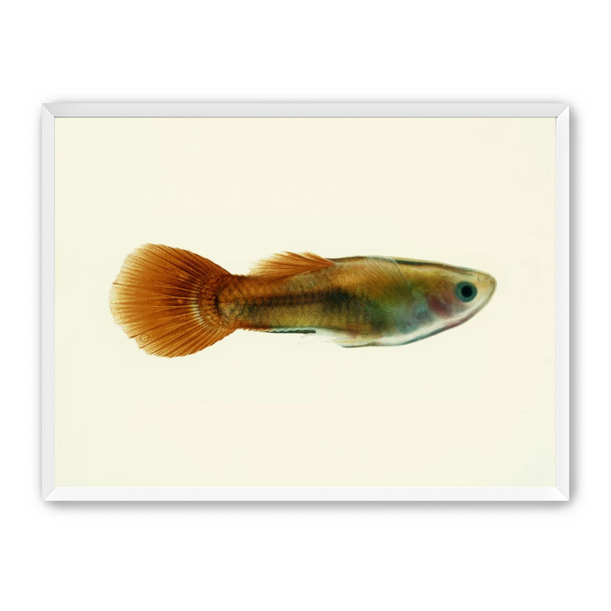 Fish Study 