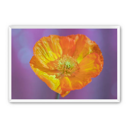 Sweet Poppy