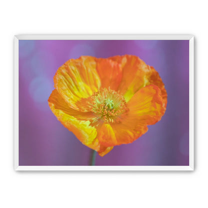 Sweet Poppy
