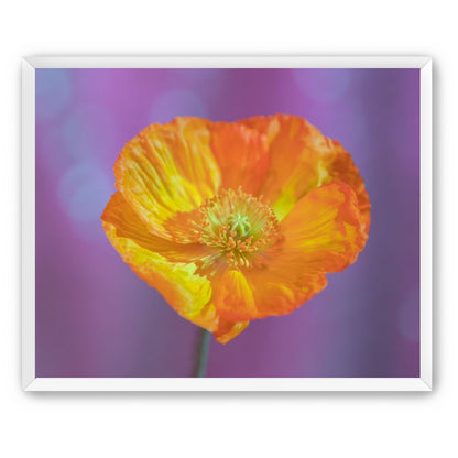 Sweet Poppy