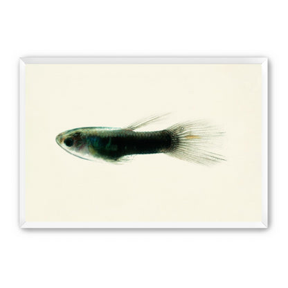 Fish Study 