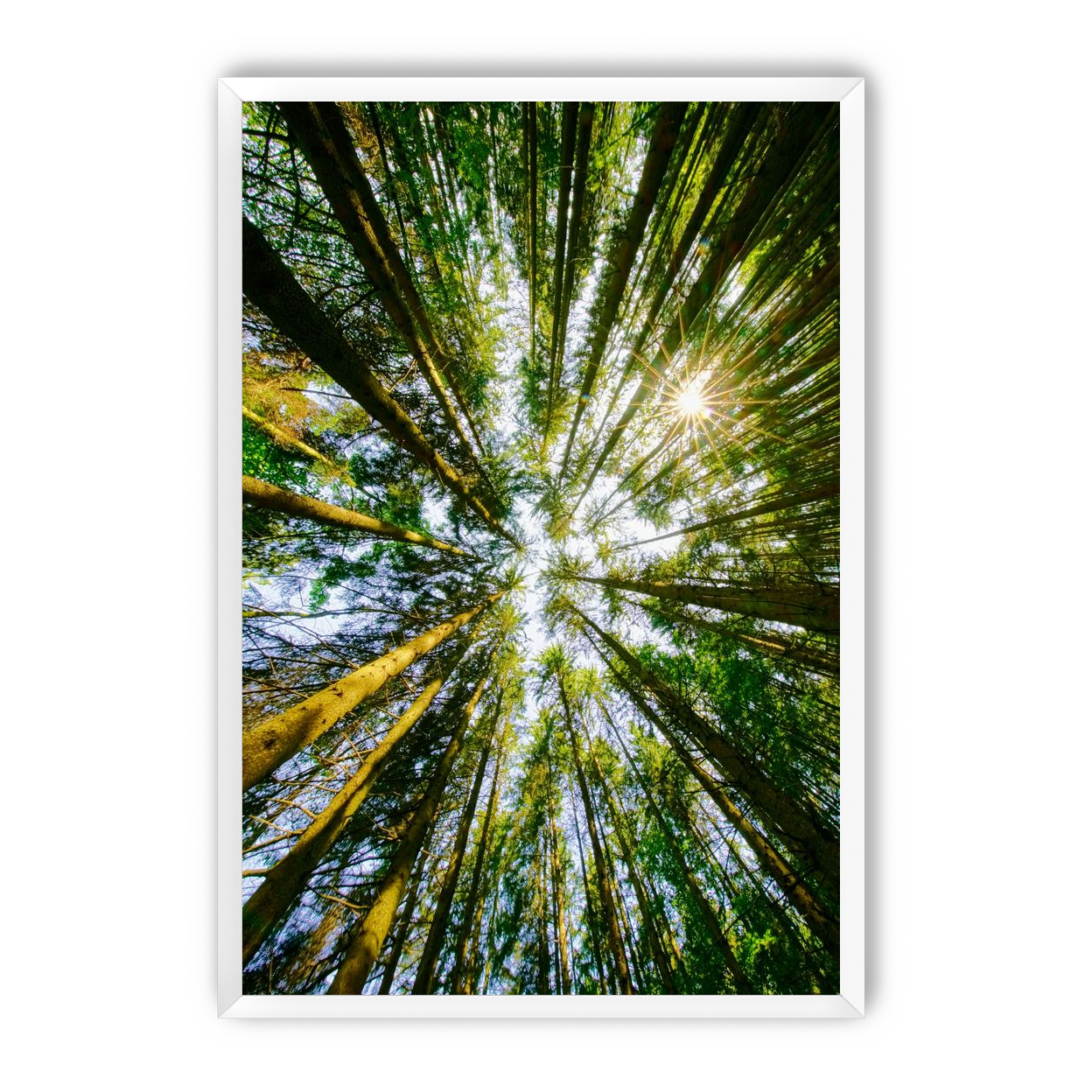 Reaching for the sun