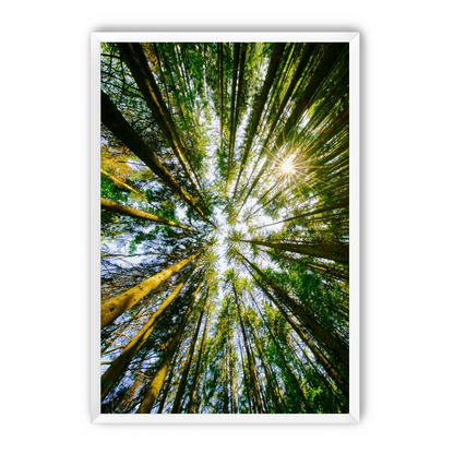 Reaching for the sun