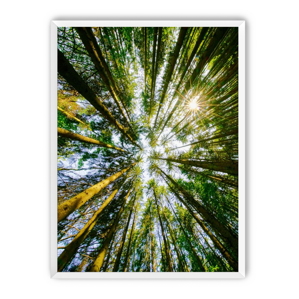 Reaching for the sun