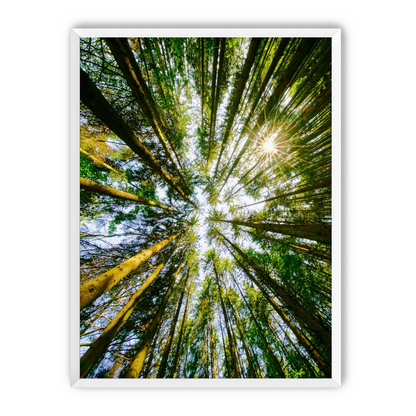 Reaching for the sun